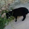 پخش گوسفند زنده راعی در تهران