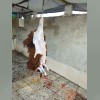پخش گوسفند زنده راعی در تهران