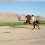 مزرعه پروش اسب و باشگاه سوارکاری یاشار