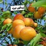 نهالستان مهندس وحید محمدی